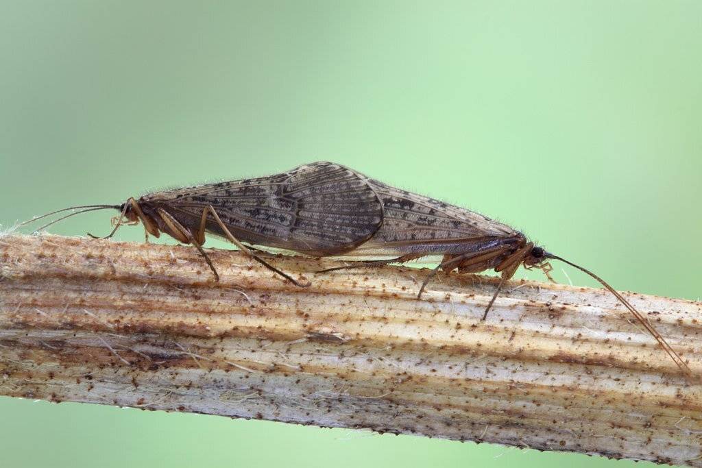 , Сергей Таланов