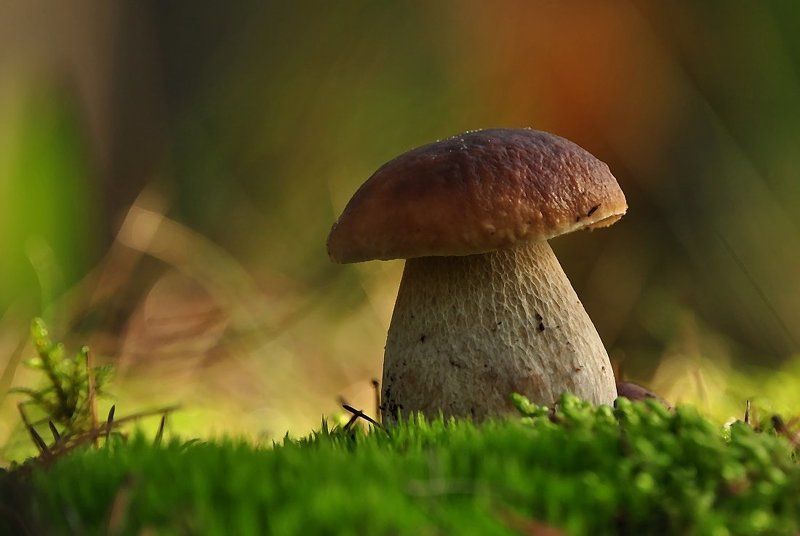 гриб фото превью