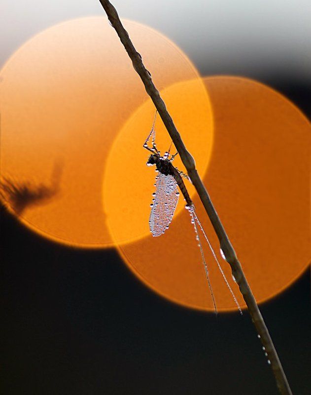 планета двух солнц фото превью