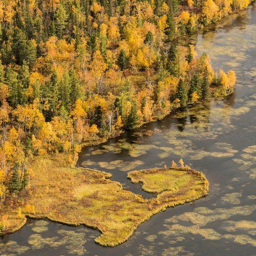 Осенние краски лесотундры