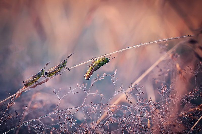 *** фото превью