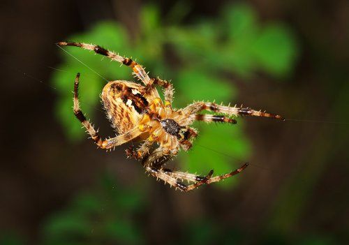 Araneus diadematus