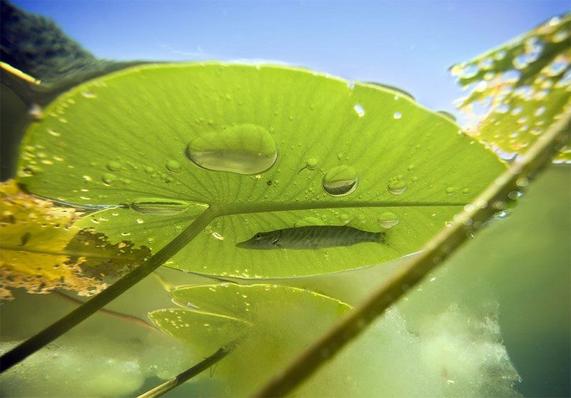 Малышок фото превью