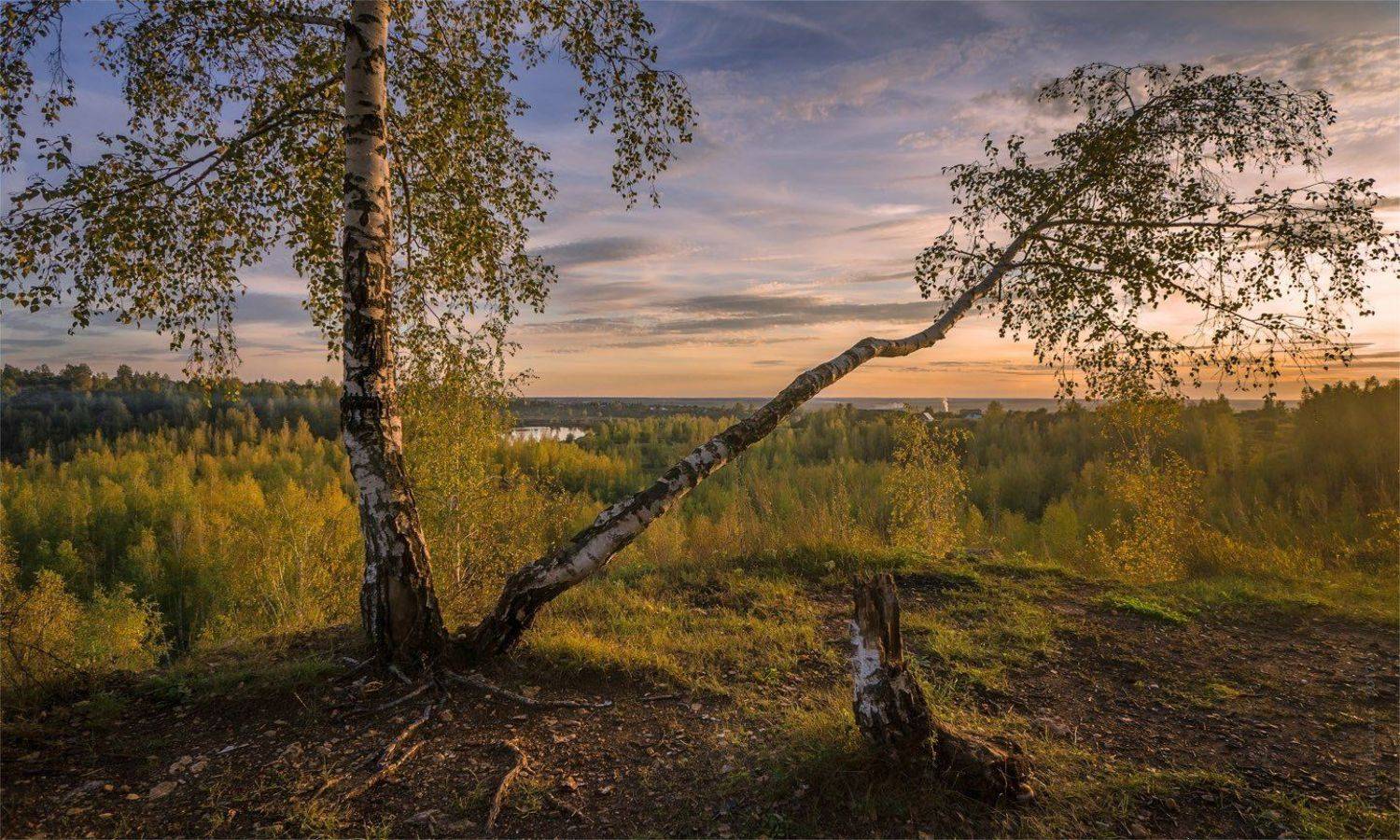 береза, вечер, закат, пень, холм, Будин Николай