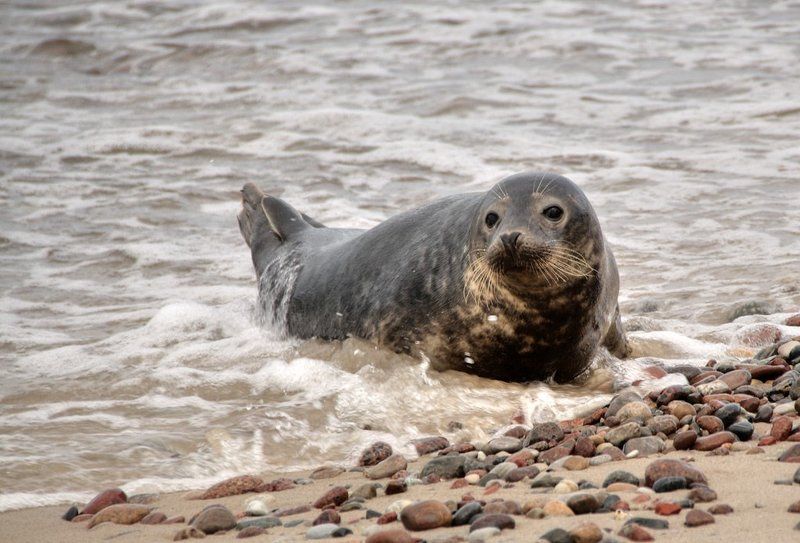 Про балтийского тюленя и людей фото превью