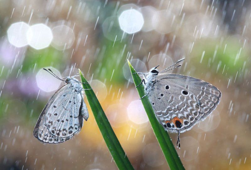 Lycaenidae фото превью