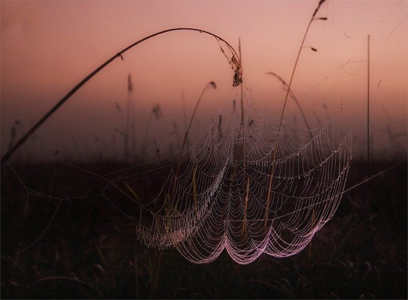 паутина, утро *** фото превью