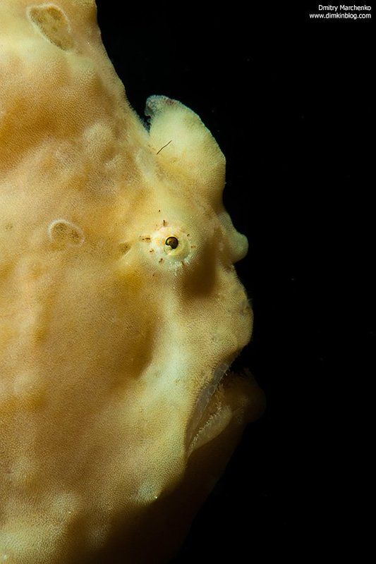frog fish, frog, underwater *** фото превью
