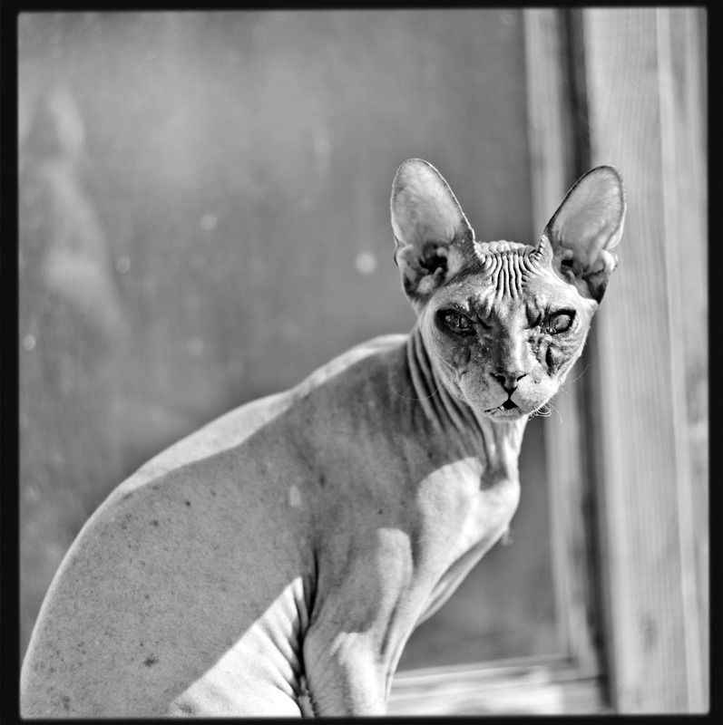 кошка Взгляд фото превью