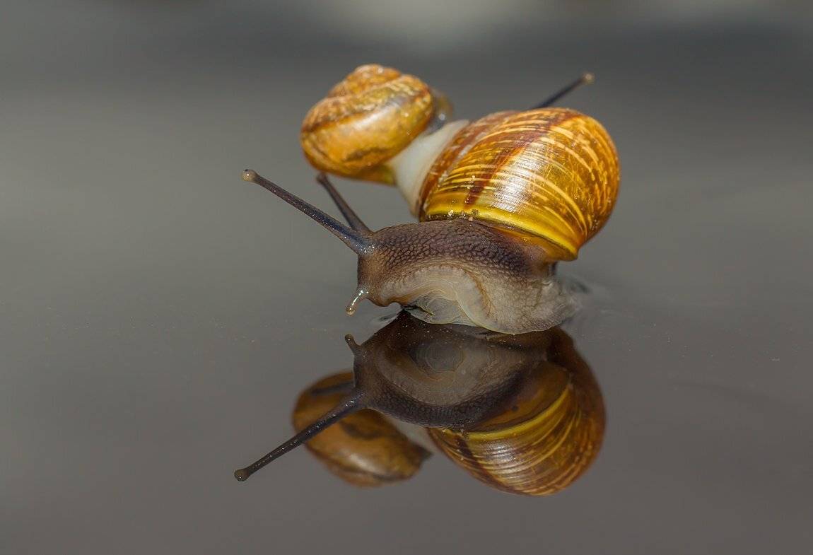 , Аркадий Белов