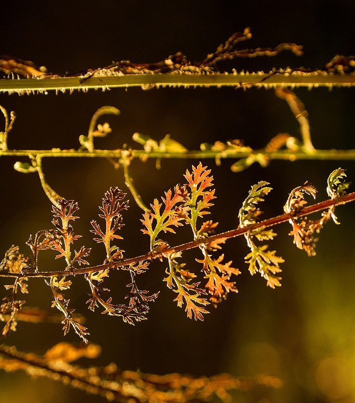 Хинди фото превью