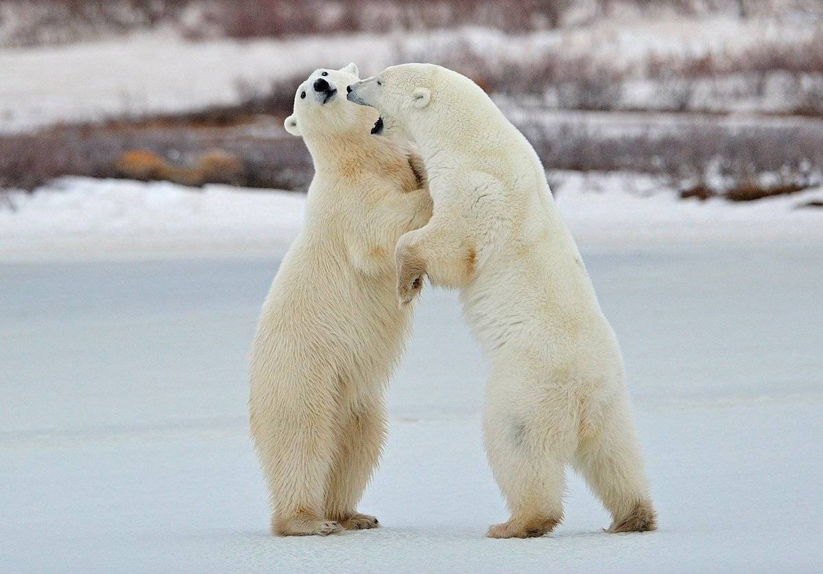 , Алексей Тищенко