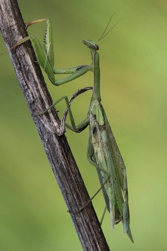 богомол, Леонид
