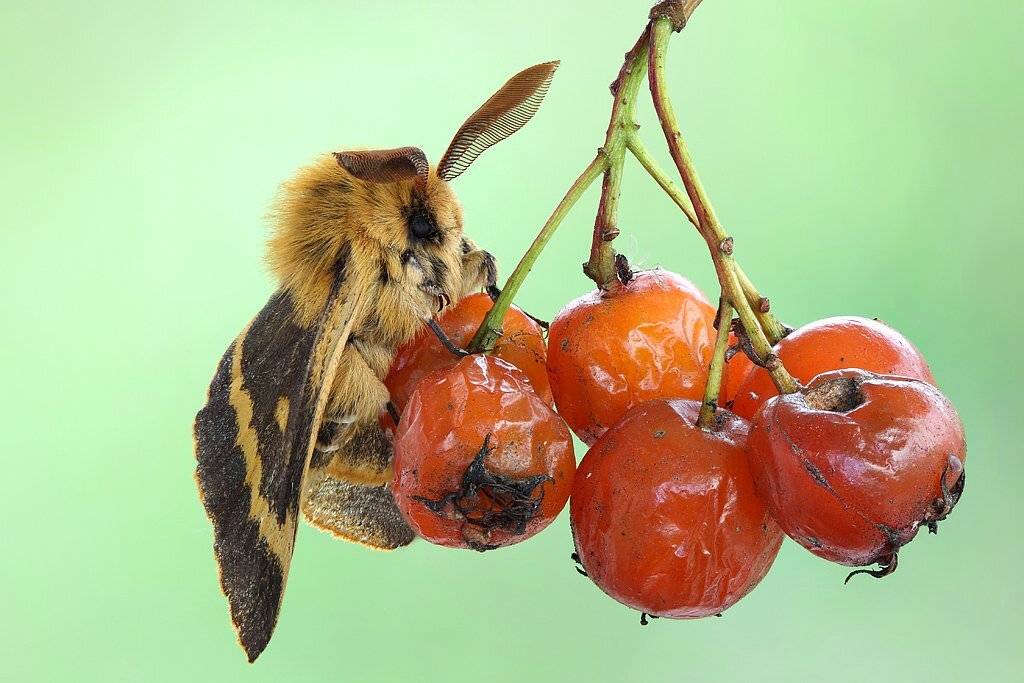шелкопряд, салатный, поздний, Сергей Таланов