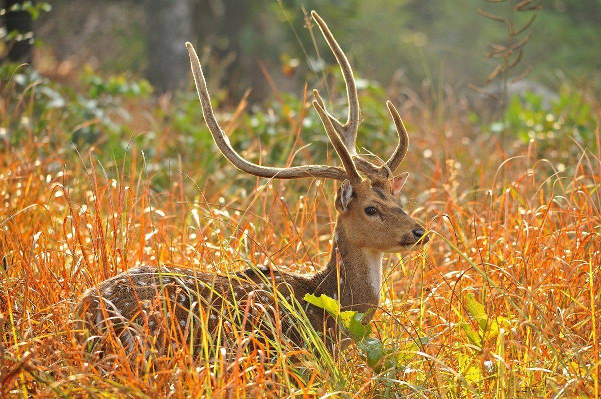 , Алексей Тищенко