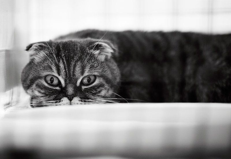 Космический удав фото превью