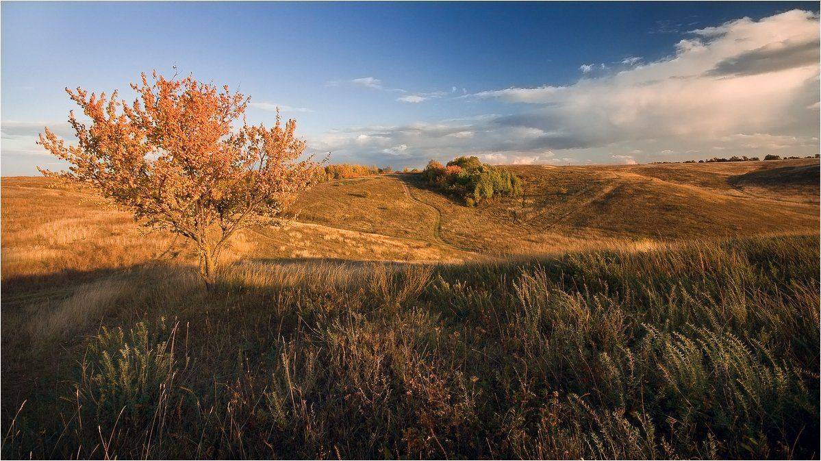 , Николай Шахманцир