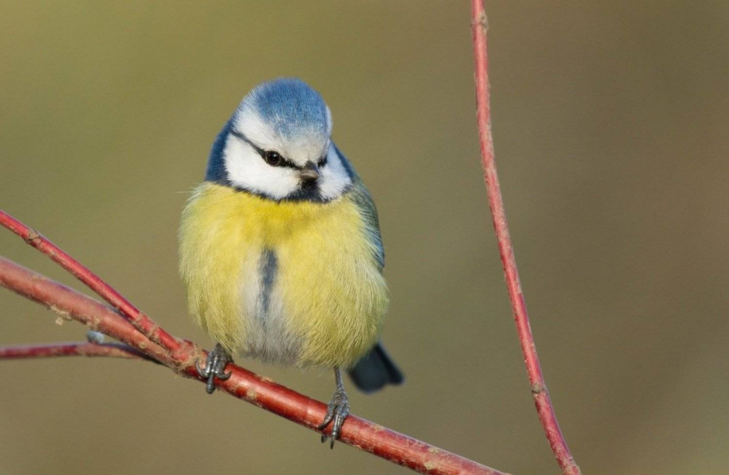, Janina J?drzejewska-Szombara
