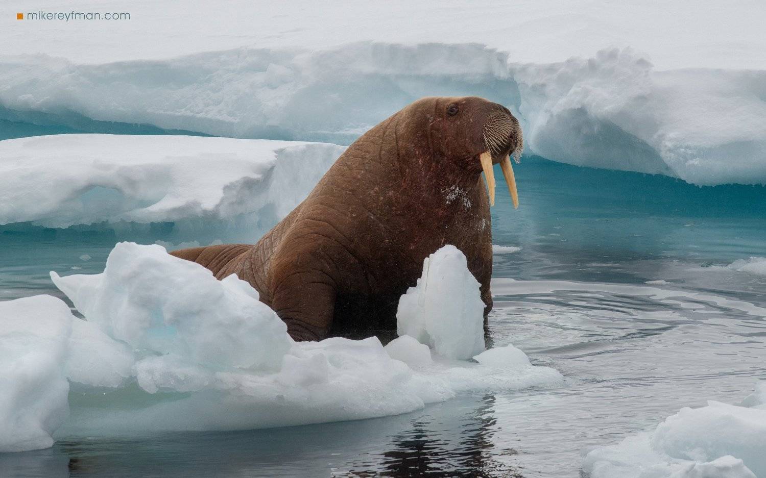 walrus, mammal, ice, aquatic, animal, wildlife, nature, svalbard, cold temperature, snow, outdoors, no people, svalbard, expedition, arctic, north, wild, Майк Рейфман