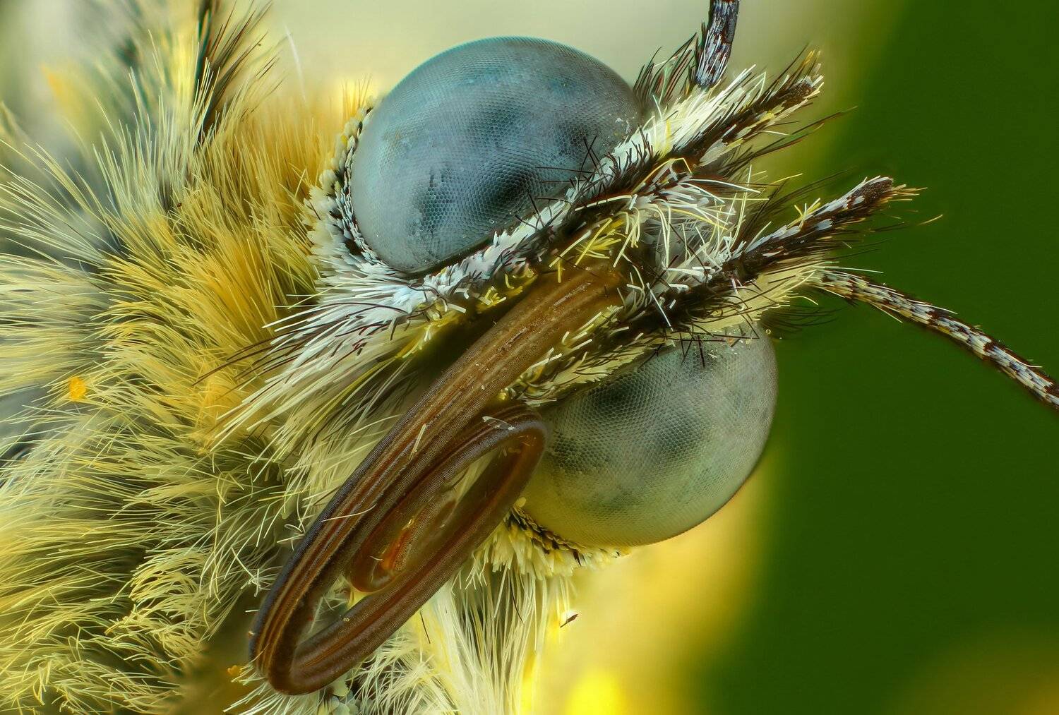 бабочка макро природа белый желтый цвет портрет зеленый, Андрей Шаповалов