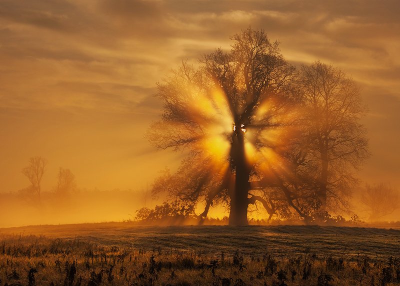 Anioł фото превью