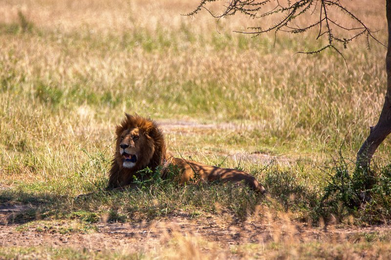 Царь на отдыхе фото превью