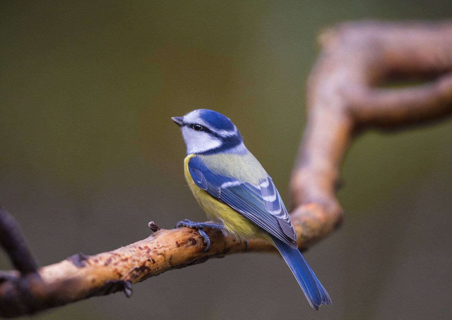 , Юрий Кулаков