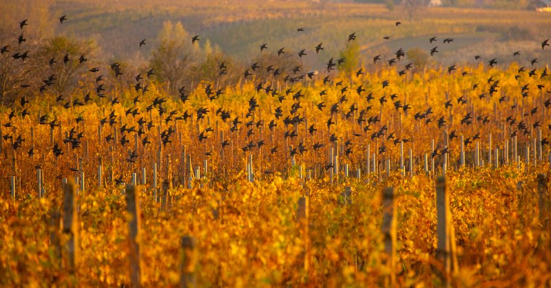 Птицы фото превью