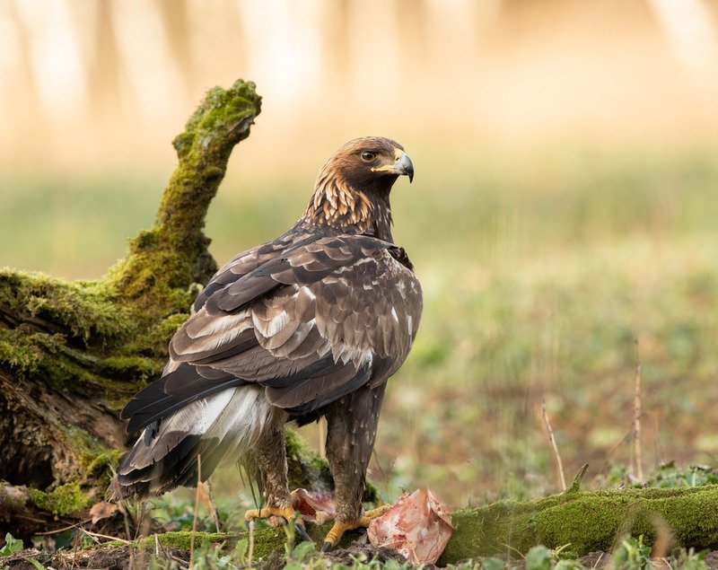 беркут, птицы, хищник, Повелитель небес фото превью