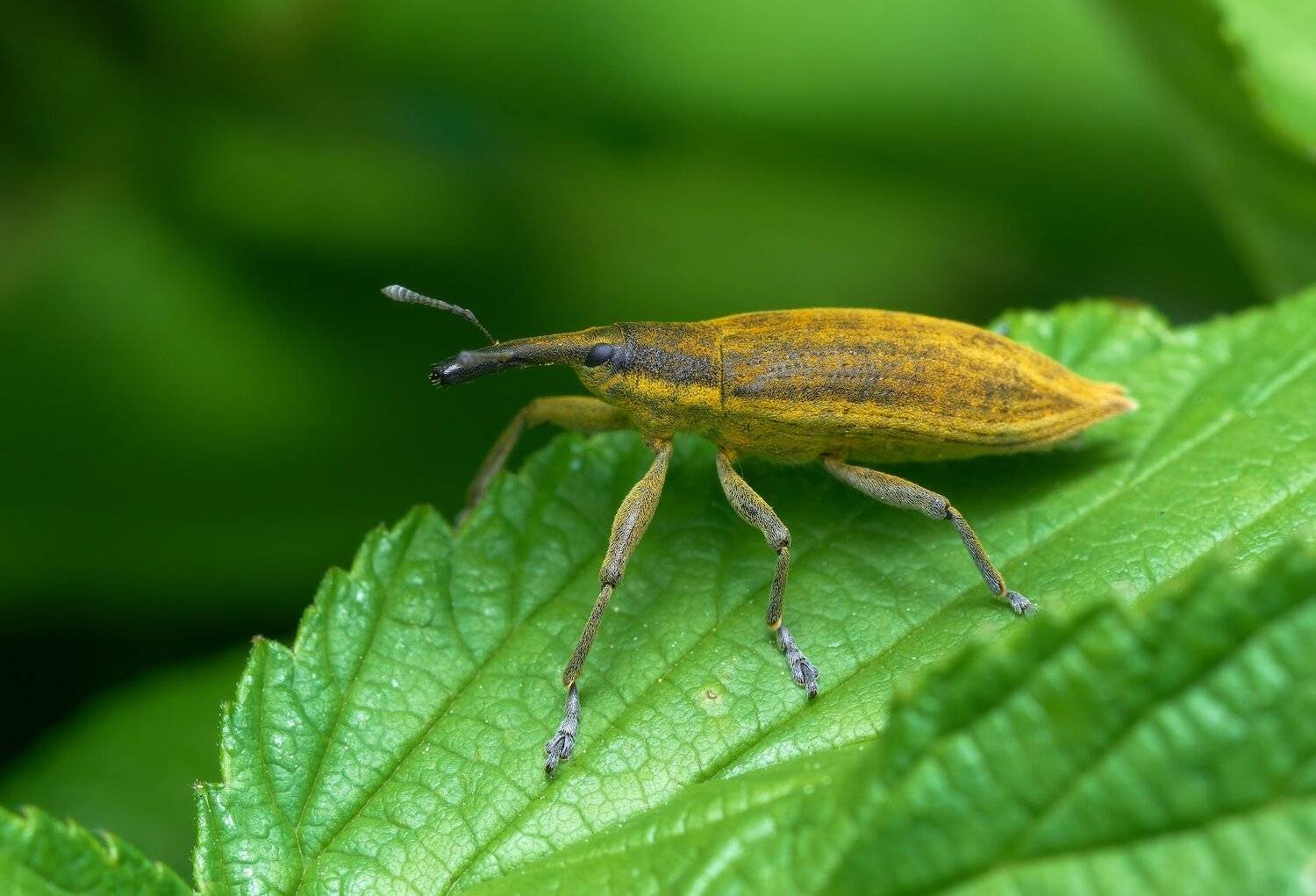 , Сергей Харитон