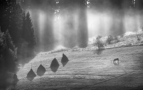 Утро в Карпатах...