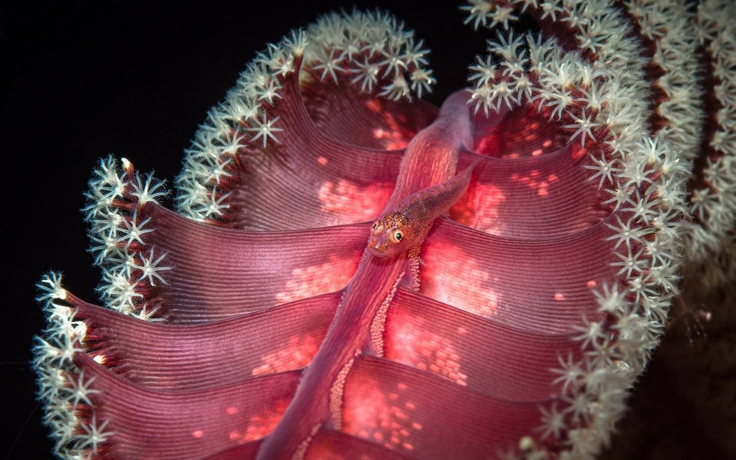 goby, Андрей Савин