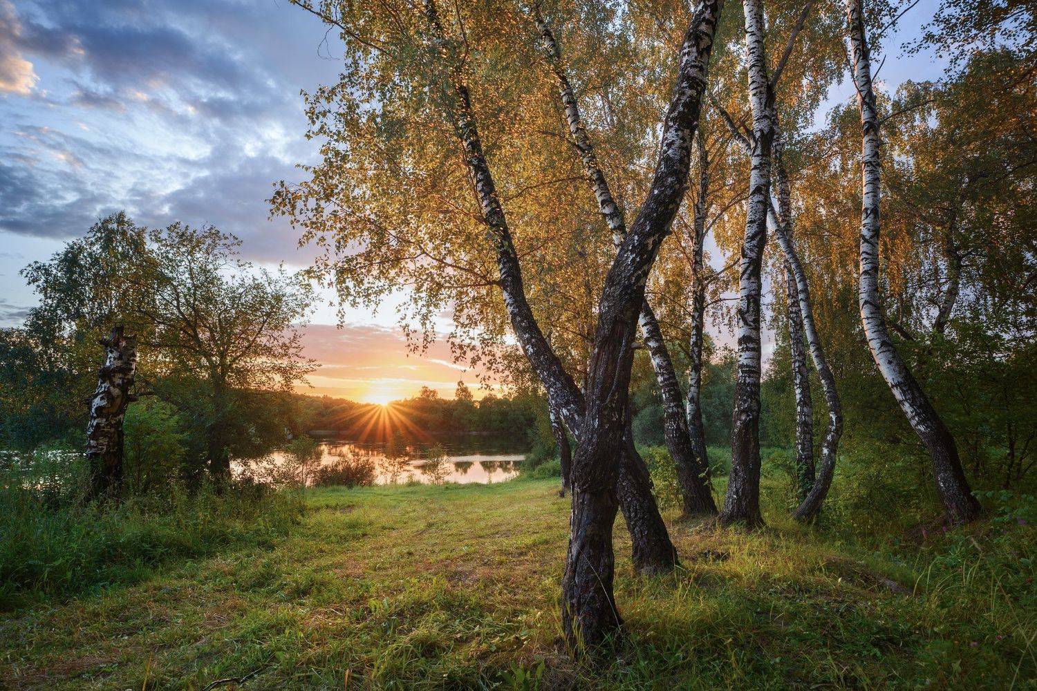 лето, летний вечер, закат, березы, лес, березовая роща, пруд, тульская область, зайцевский пруд, лучи солнца, Алена Рубан