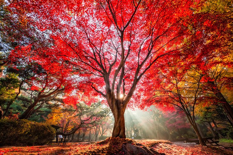 Tiger Tree фото превью