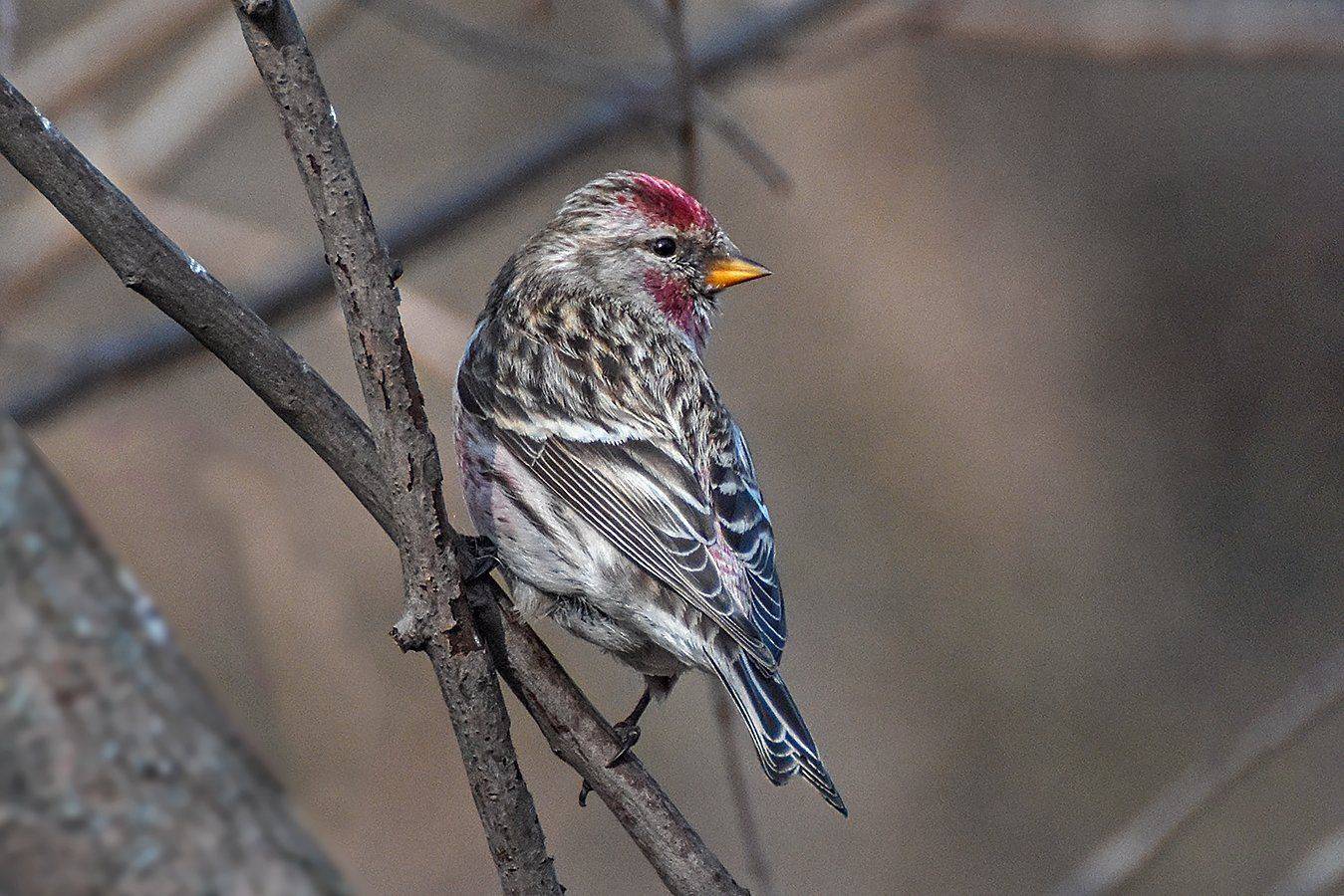 птицы, природа, Сергей Духанин