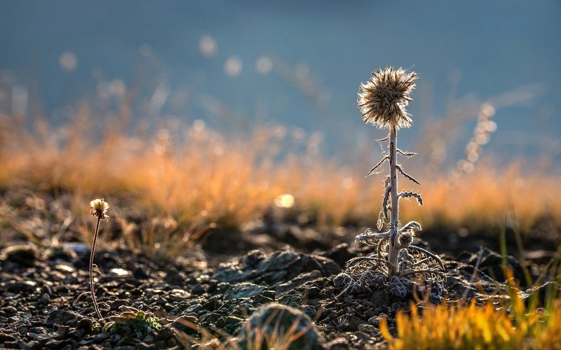 горы, алтай, горный алтай, ник васильев, красота, утро, трава, боке, цветок, Старый да малый. фото превью