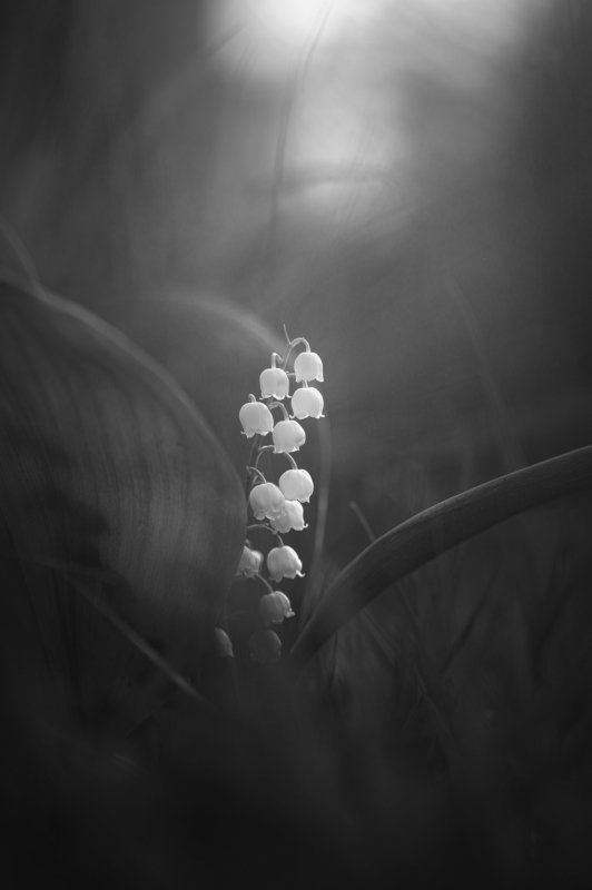 Lily-may... фото превью