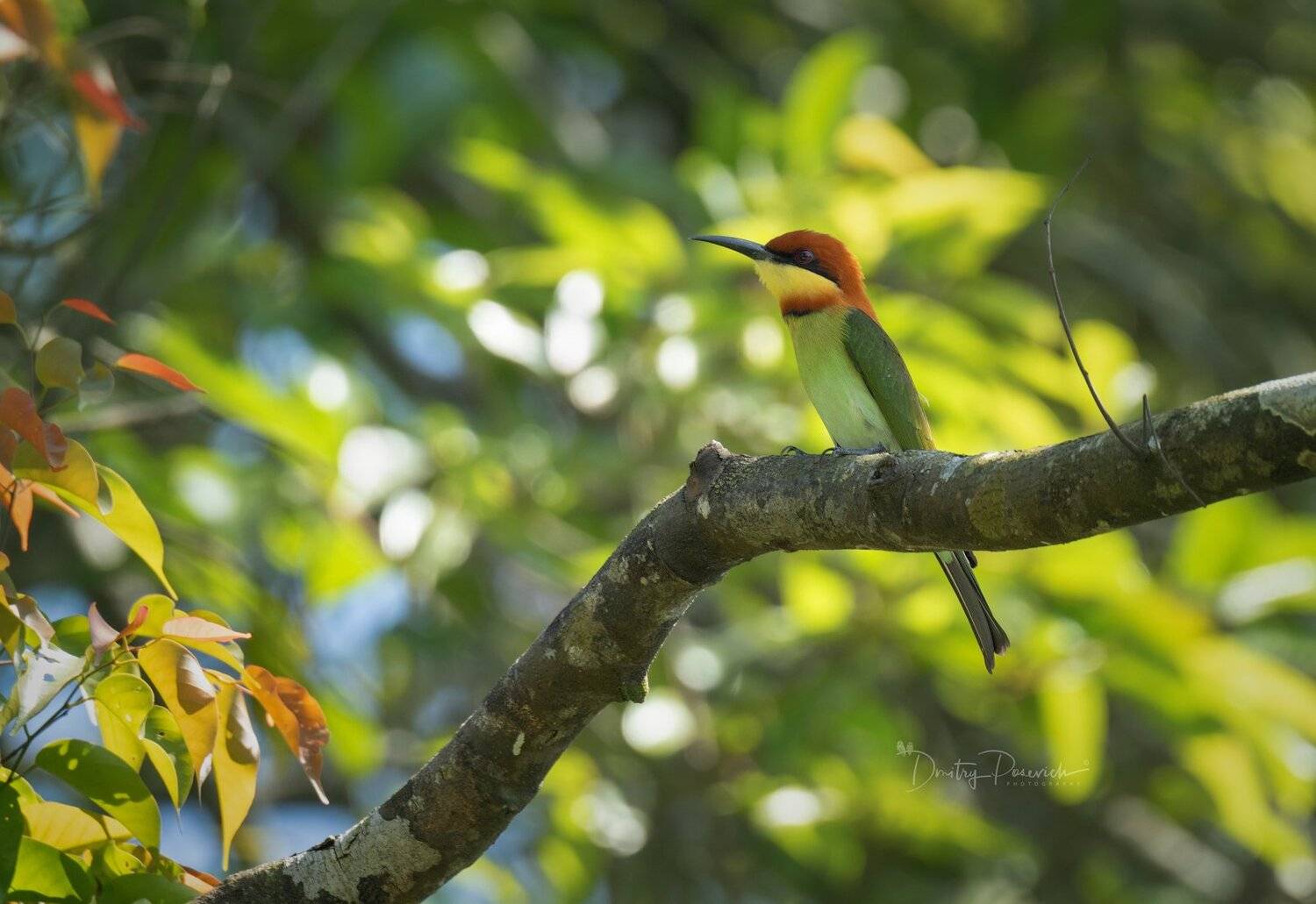 природа, животные, птицы, вьетнам, остров фукок, Дмитрий Посевич