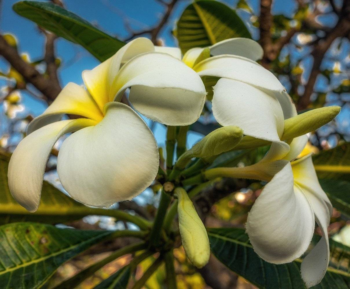 плюмерия, Gunter Graiss