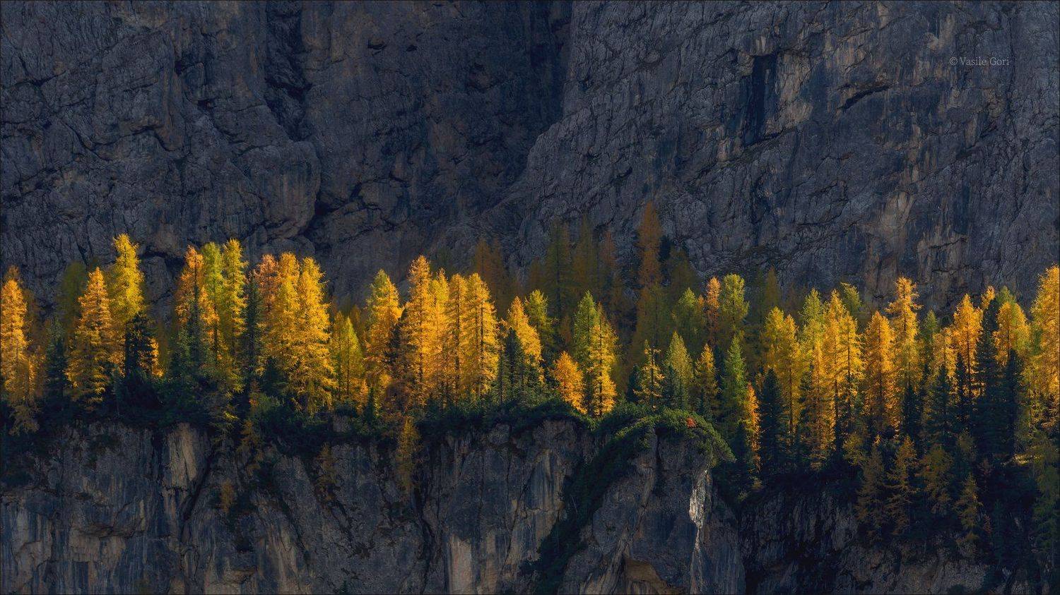 доломитовые альпы,лиственица,осень,италия,свет,alps,, Василий Гори