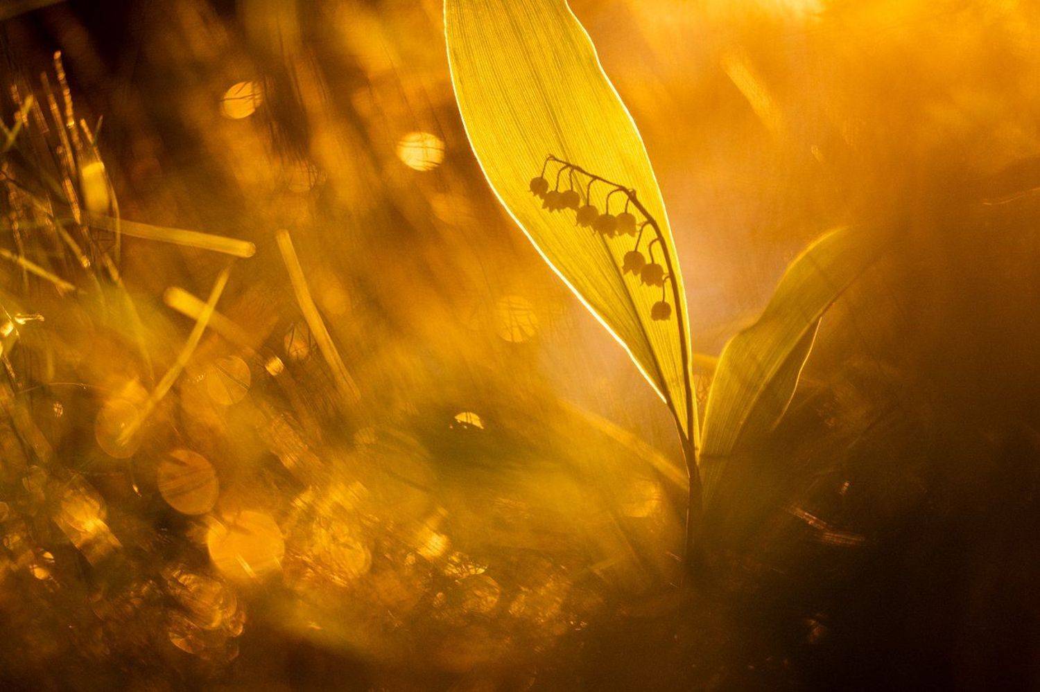 цветы, цветок, макро, растения, природа, ландыш, флора, лес, трава, закат, весна, Александр Иванов