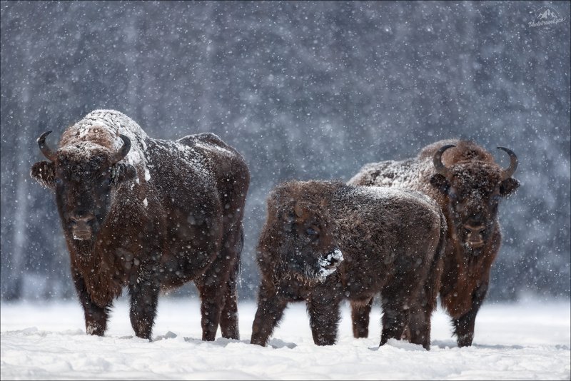 Let It Snow ... фото превью