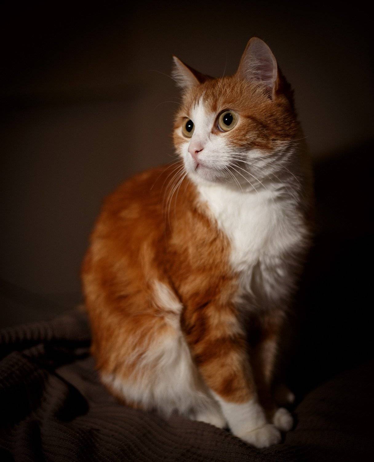 , Тимофей Шутов