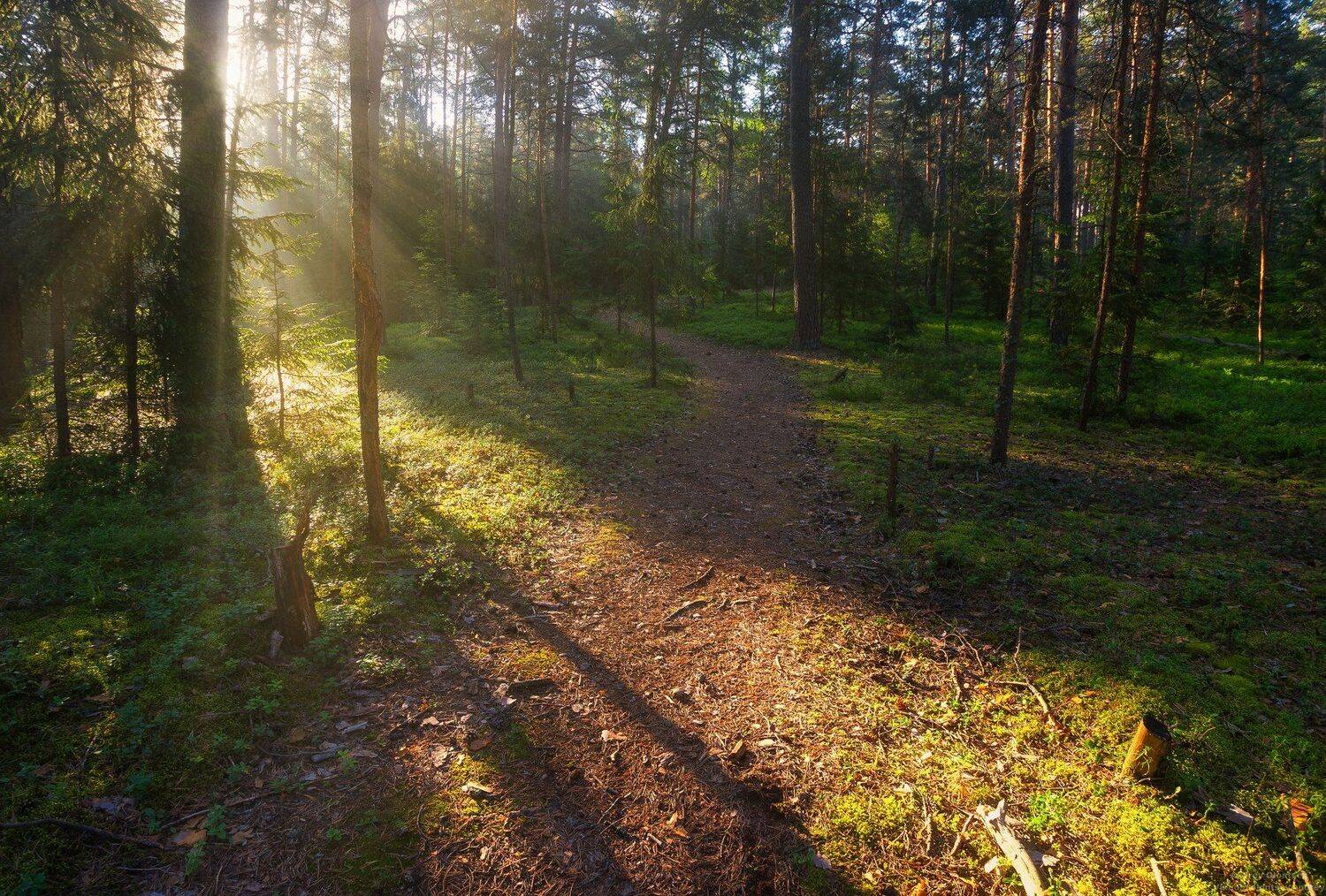 солнце, россия, рассвет, природа, подмосковье, погода, пейзажи, пейзаж, отражение, наукоград, красота, дубна, вода, весна, weather, water, spring, russia, reflection, naukograd, nature, moscow, landscape, dawn, canon, dubna, beauty, Андрей Олонцев