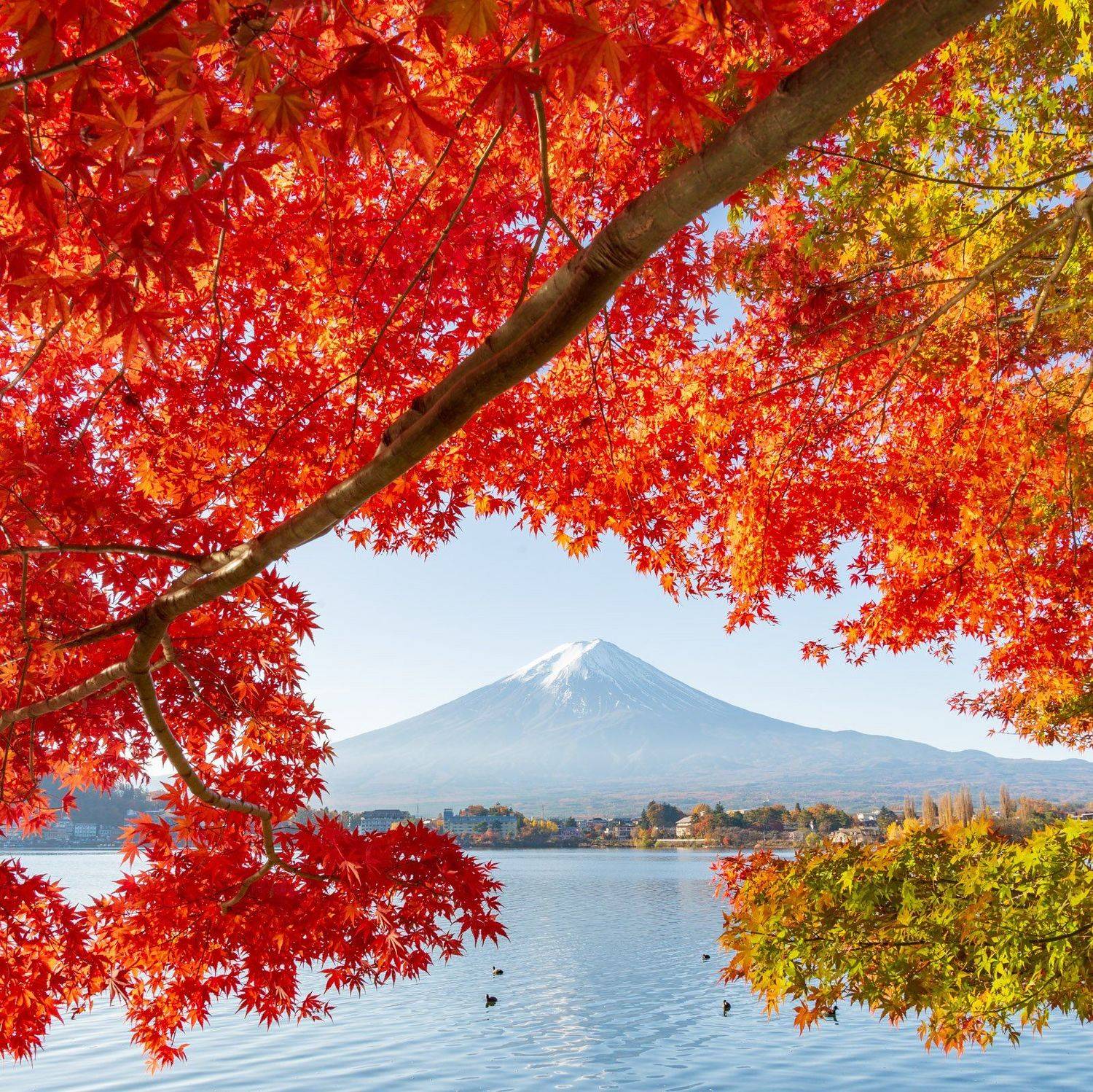 япония. фудзи, красный, клен, Исаков Дмитрий