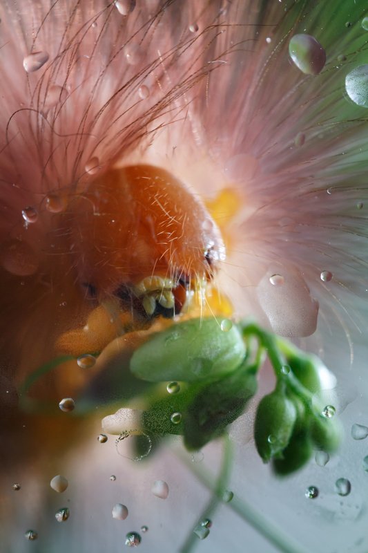 Венера.. фото превью