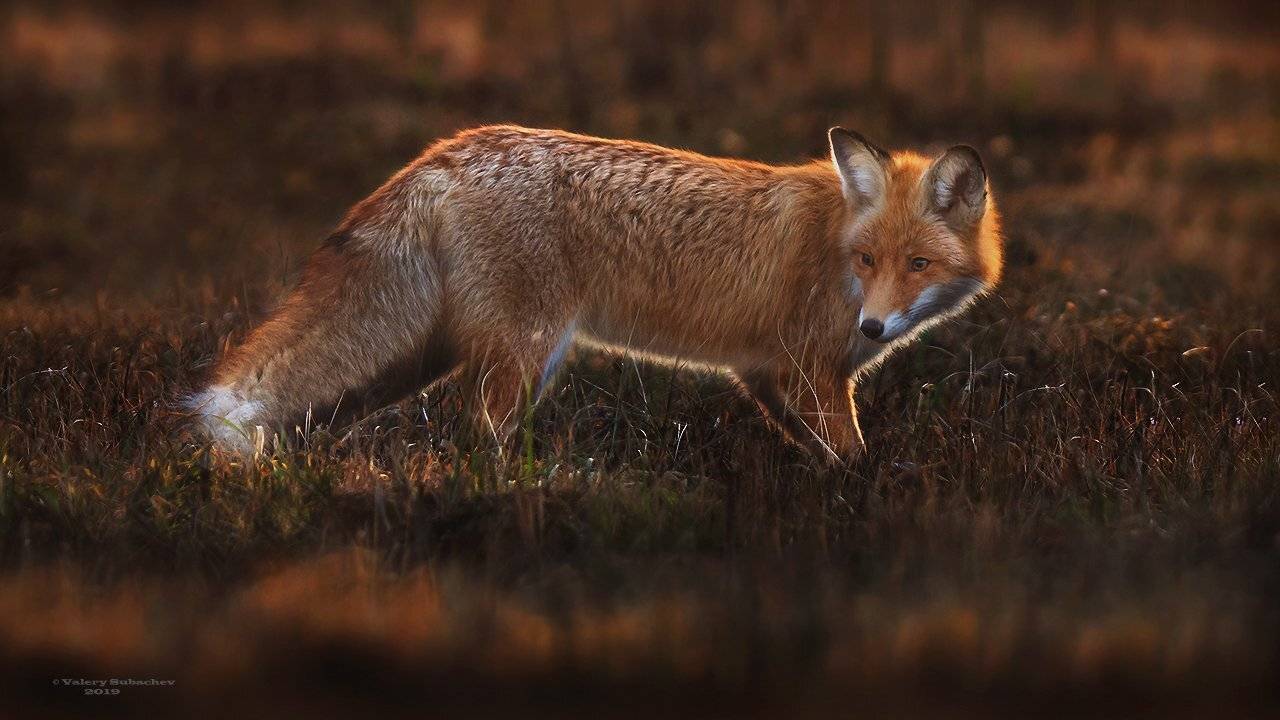 , Валерий Субачев