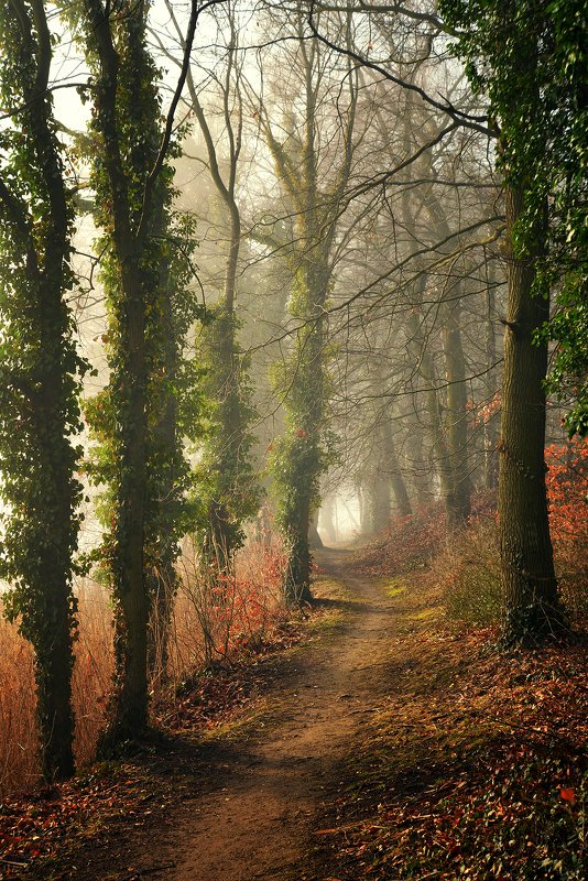 autumn alley path light trees road magic mist foggy morning nikon dranikowski d610 sciezka tree nature Autumn Alley фото превью
