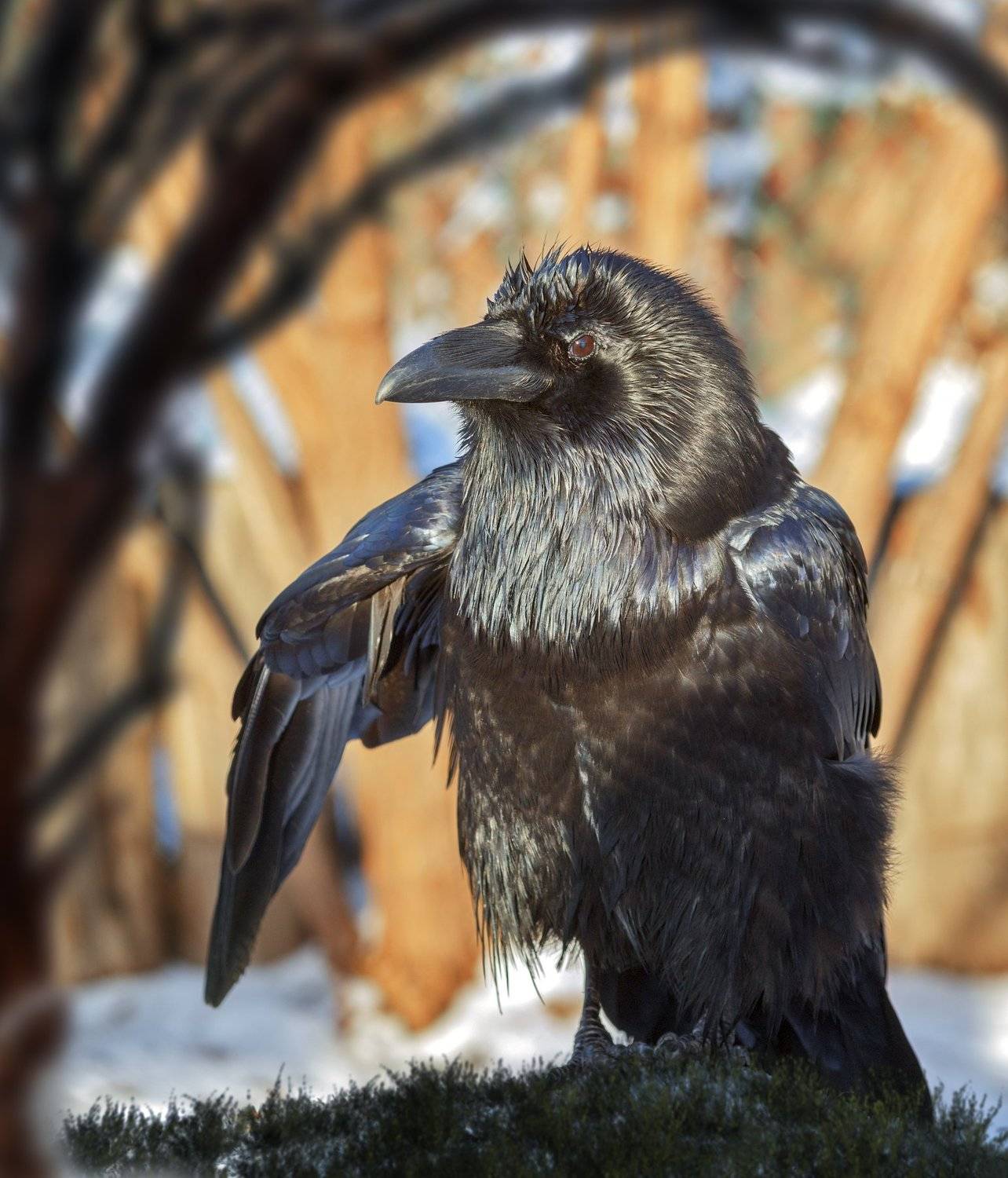 ворон, Олег Богданов