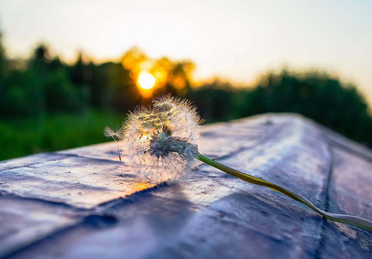 фотографалинция, Алинция Савельева